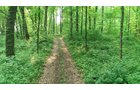 Van Buren County, Michigan farmland - LAND AUCTION - 194+/- ACRES OFFERED IN 5 TRACTS IN VAN BUREN COUNTY, MICHIGAN